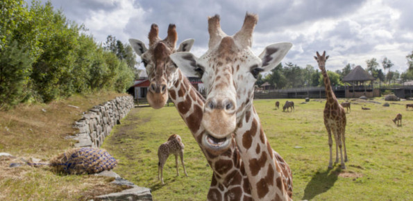 Kristiansand Zoo and Amusement Park